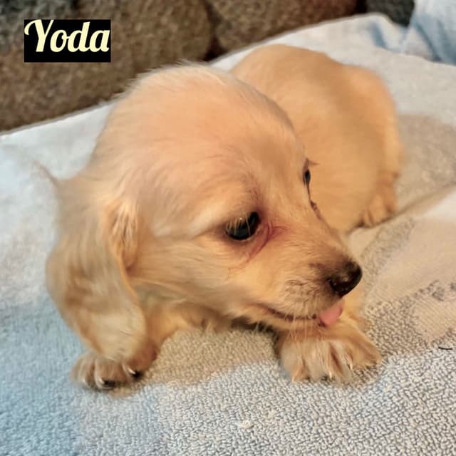 Longhair Cream Dachshund Puppies media 4