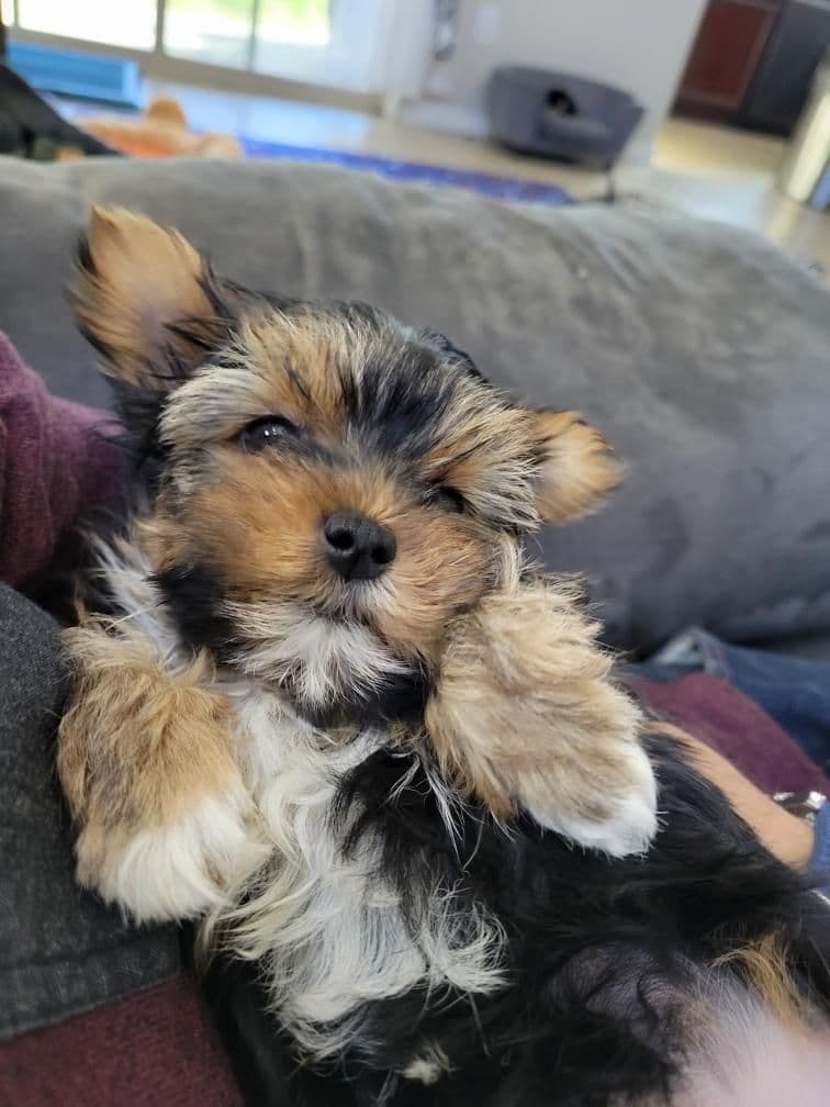 Biewer Terrier Puppies breeder image 4