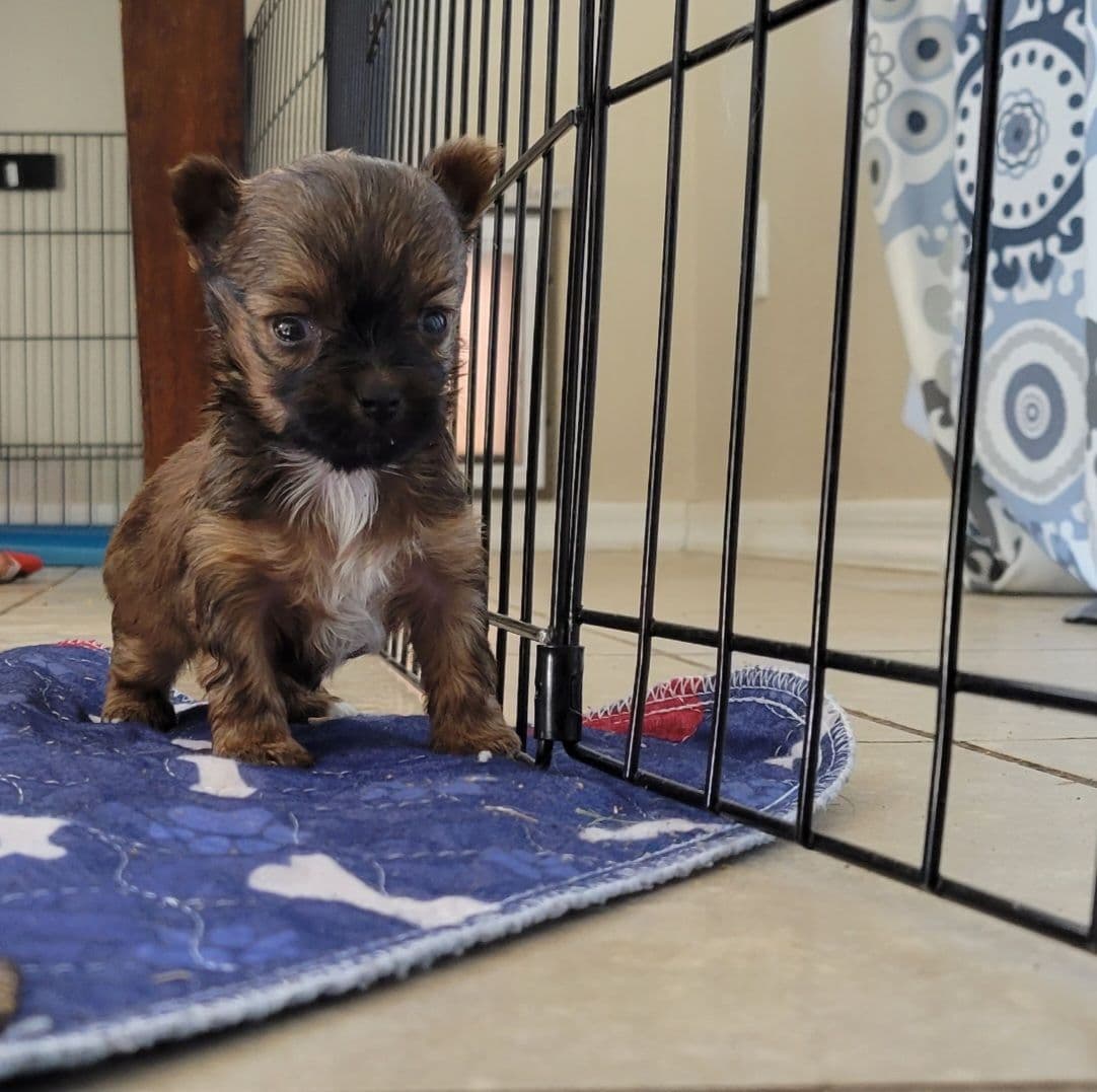 Biewer Terrier Puppies breeder image 5