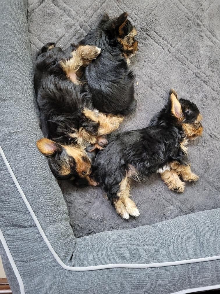 Biewer Terrier Puppies breeder image 6