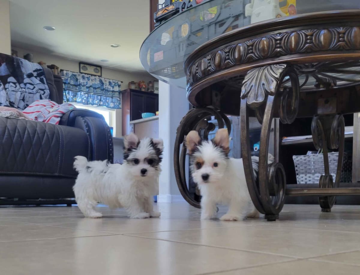 Biewer Terrier Puppies breeder image 9