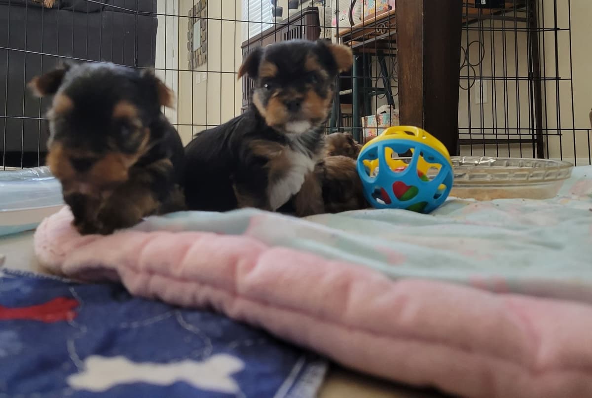 Biewer Terrier Puppies breeder image 8