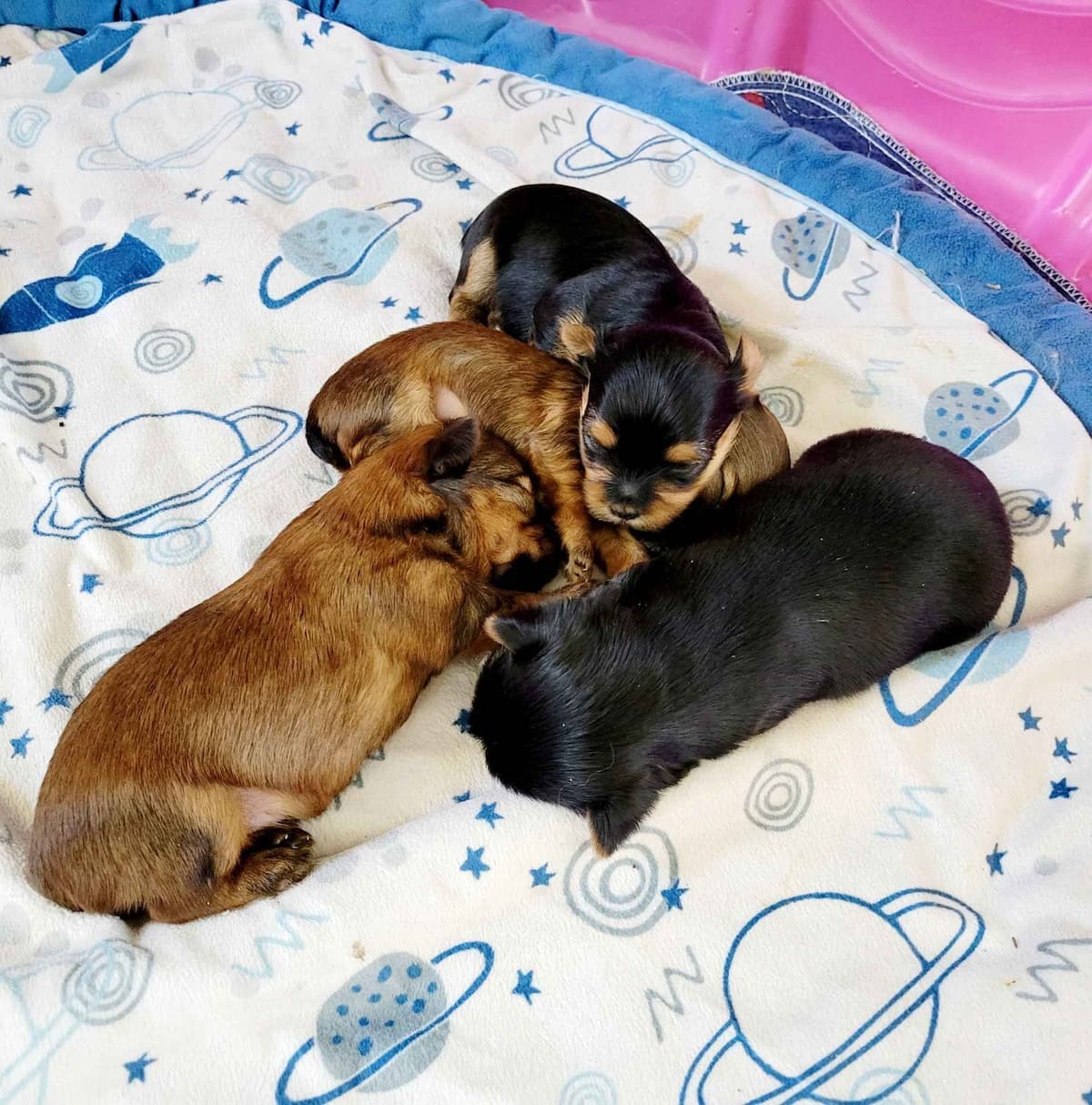 Biewer Terrier Puppies breeder image 11