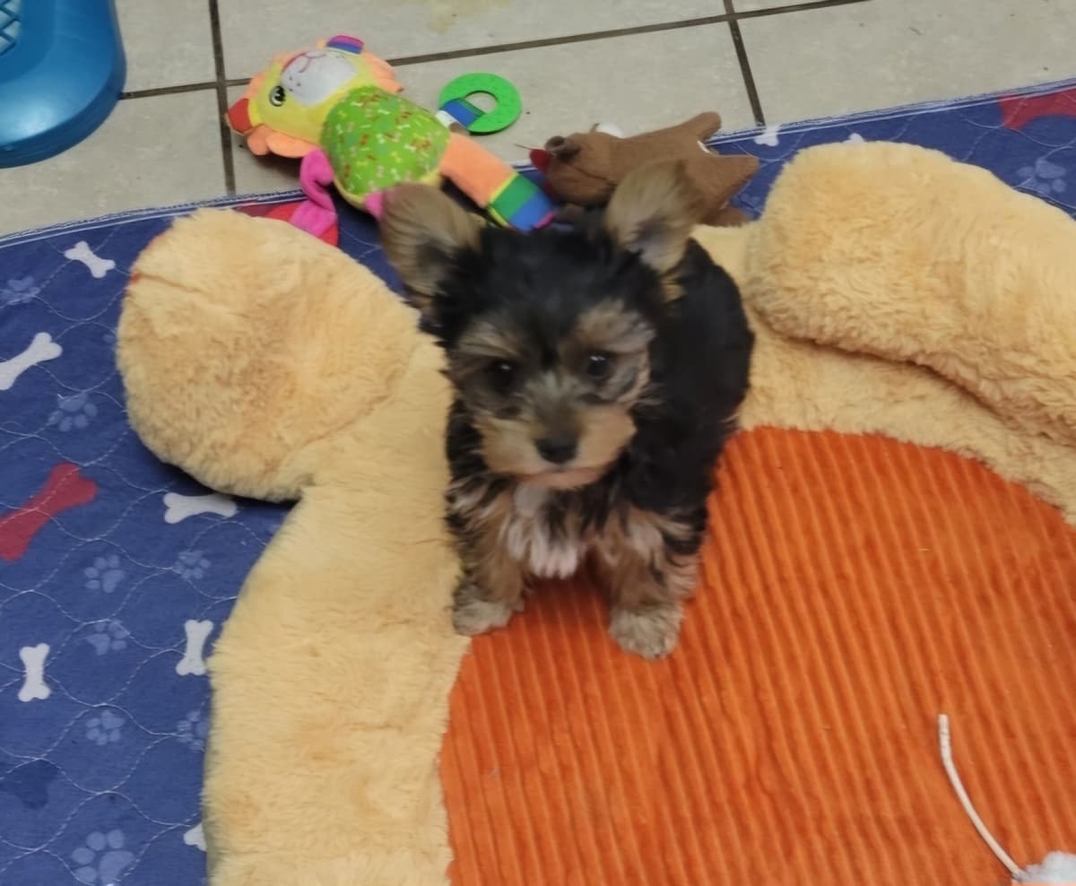 Biewer Terrier Puppies breeder image 10