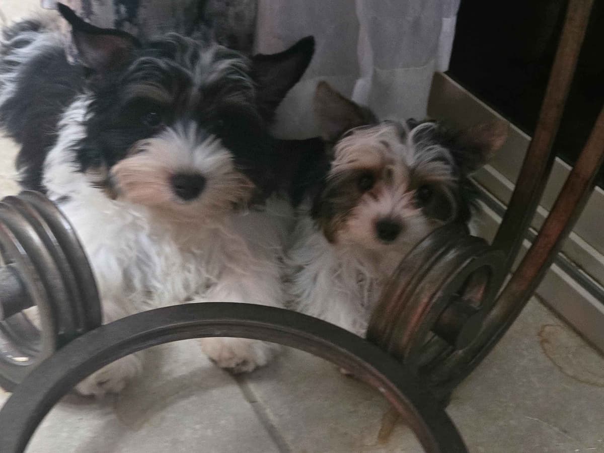 Biewer Terrier Puppies breeder image 16