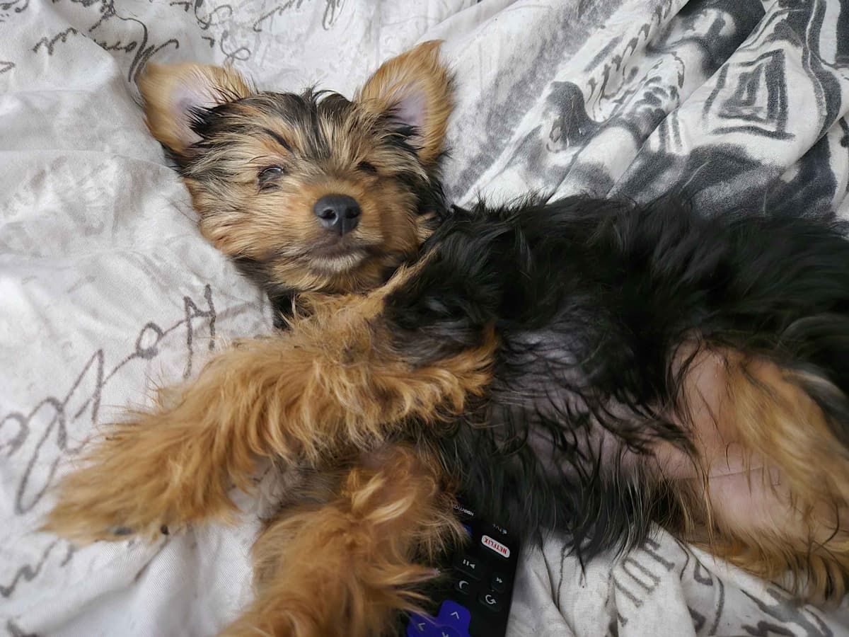 Biewer Terrier Puppies breeder image 17