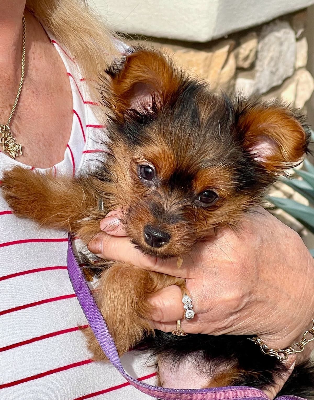 Biewer Terrier Puppies breeder image 14