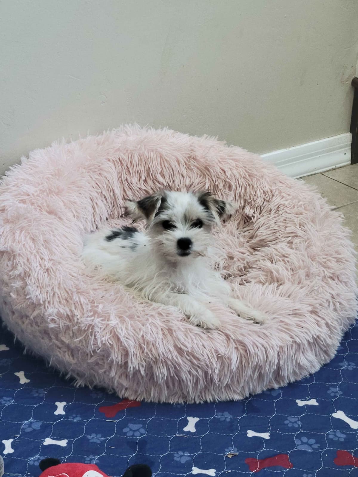 Biewer Terrier Puppies breeder image 18