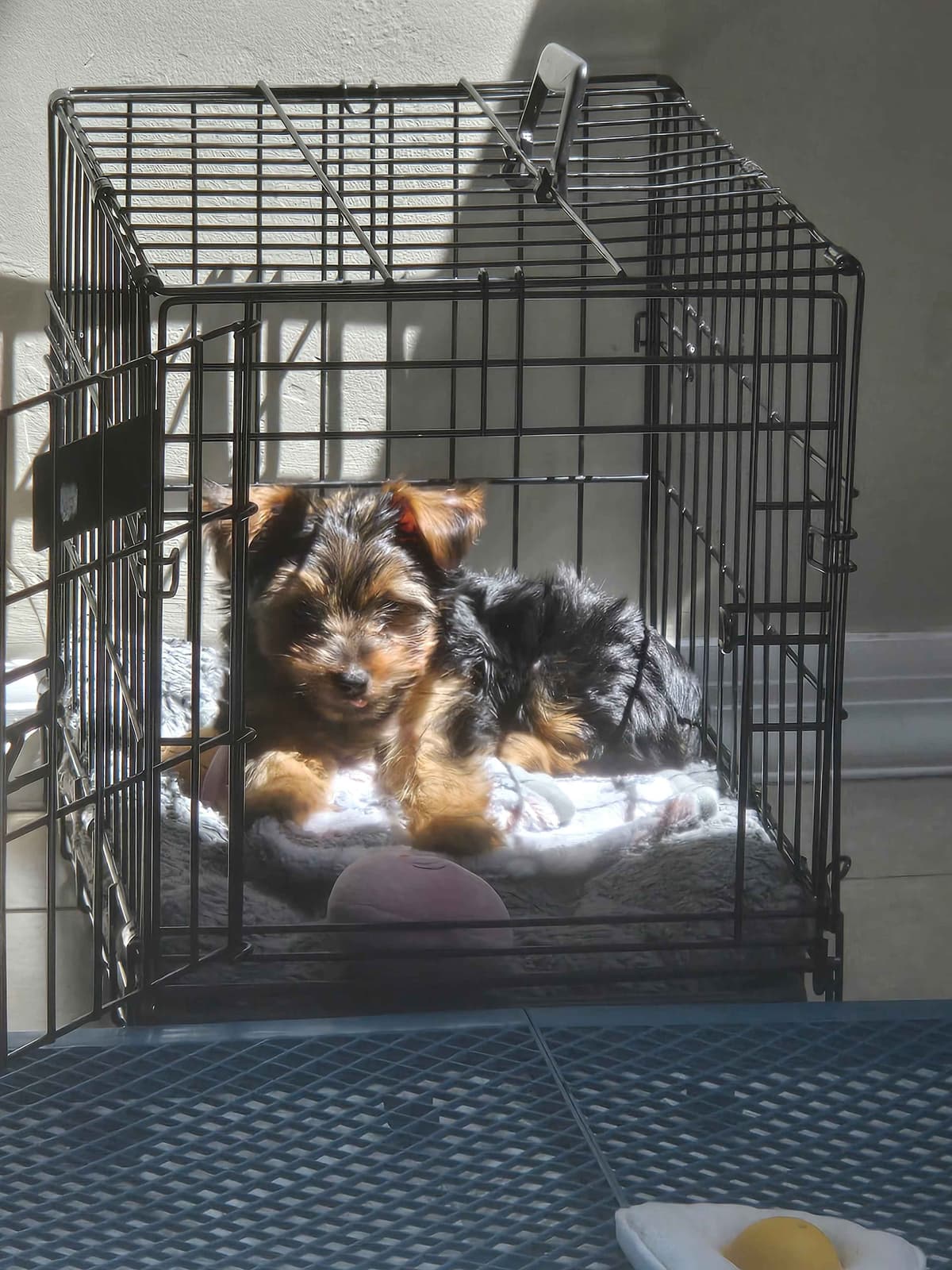 Biewer Terrier Puppies breeder image 20