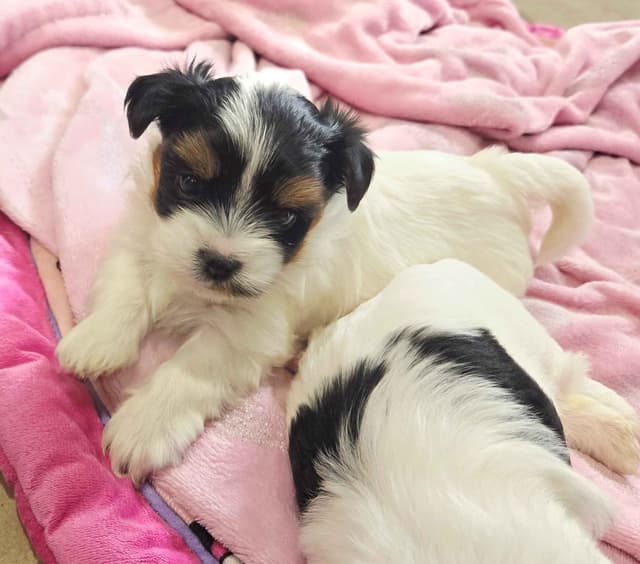 Biewer Terrier Puppies media 2