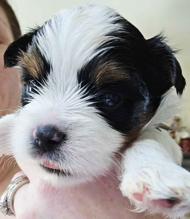 Biewer Terrier Puppies media 4