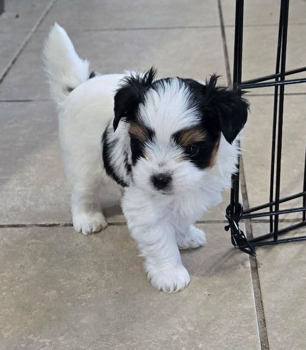 Biewer Terrier Puppies media 3