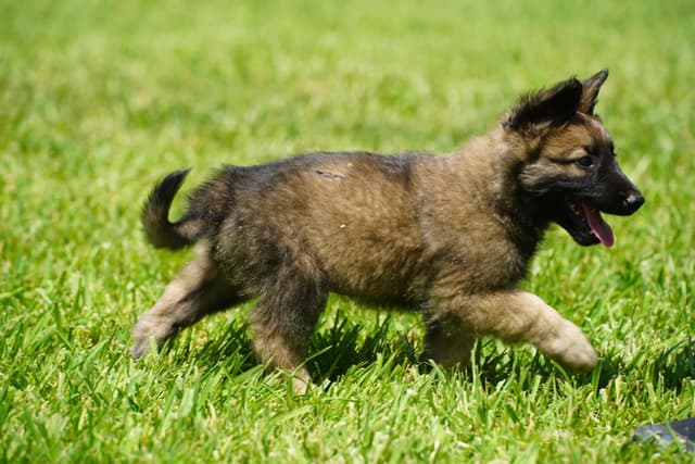 Belgian Tervuren Puppies media 2