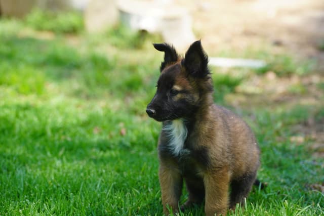 Belgian Tervuren Puppies media 3