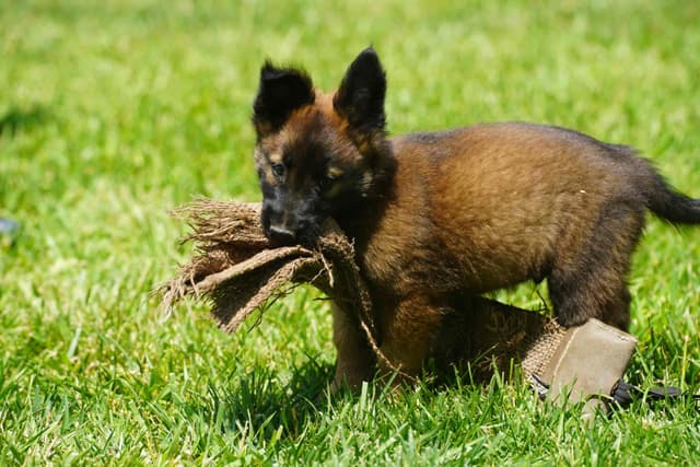 Belgian Tervuren Puppies media 4