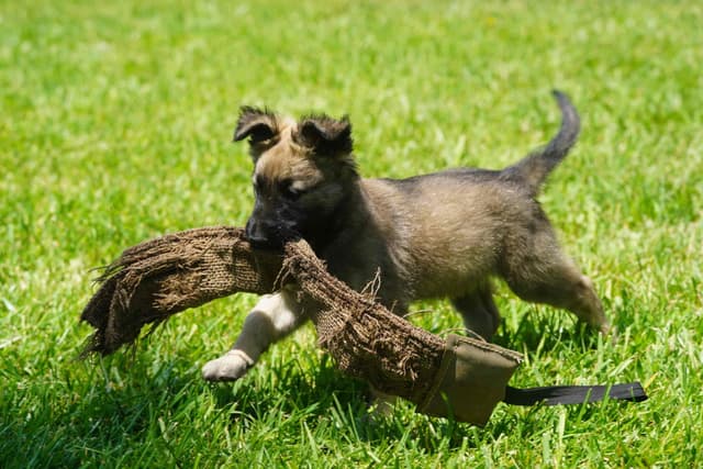 Belgian Tervuren Puppies media 5