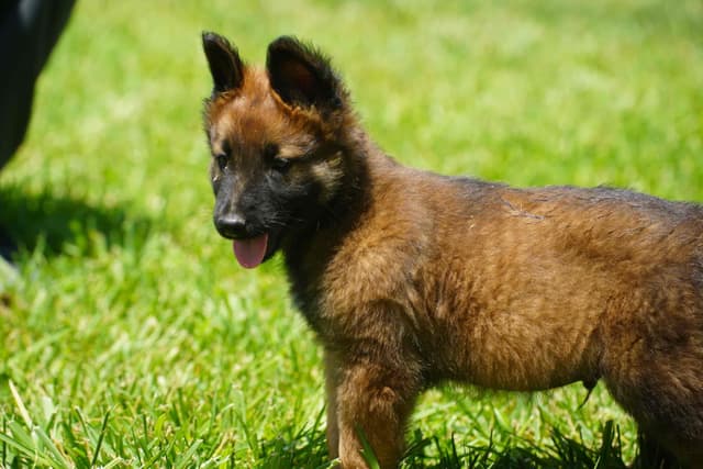 Belgian Tervuren Puppies media 6
