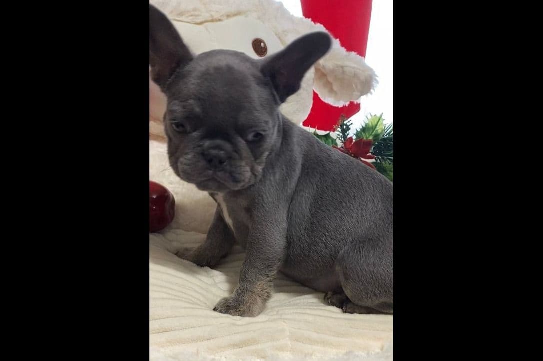 Dachshund Puppies breeder image 6