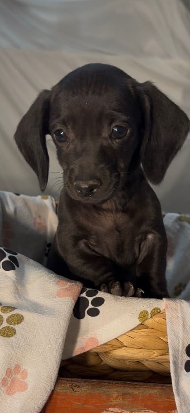 Dachshund Puppies media 2