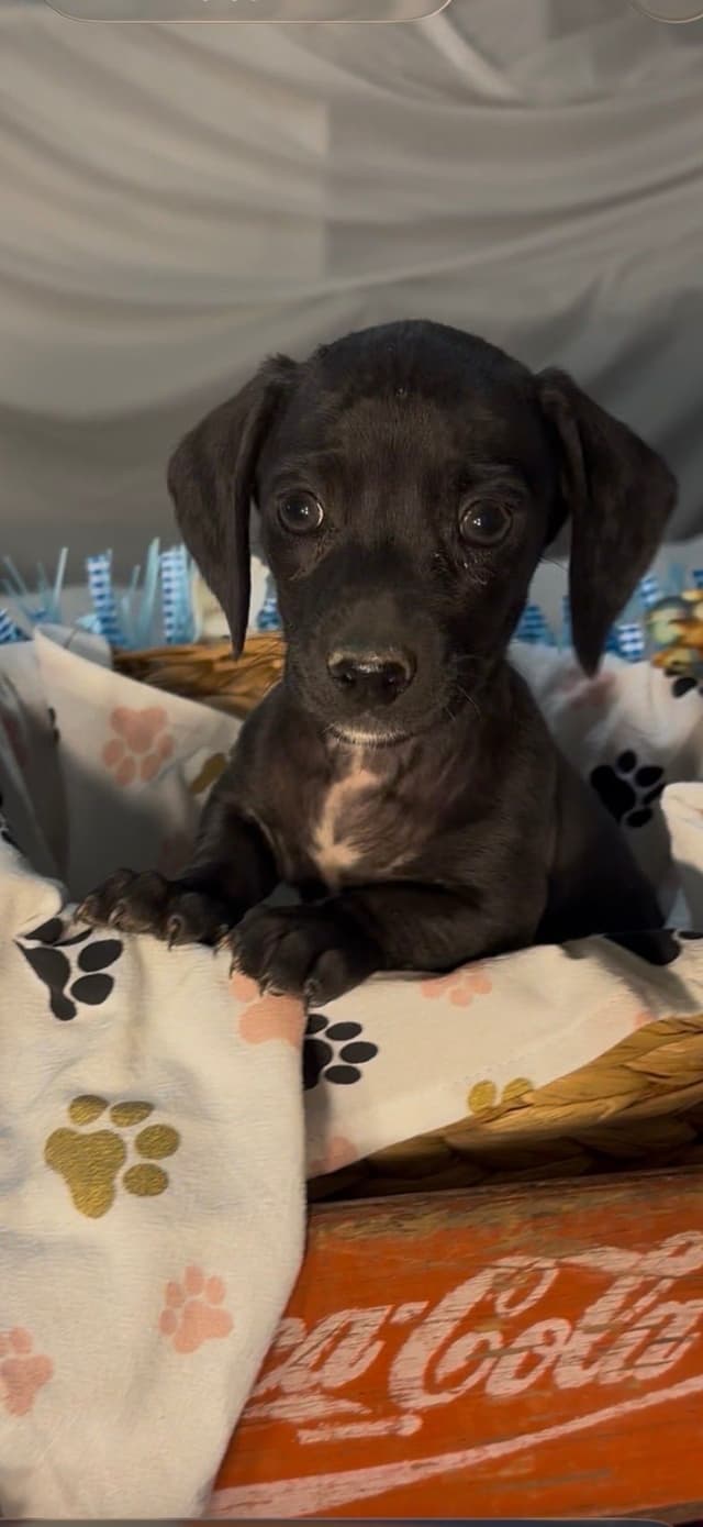 Dachshund Puppies media 3