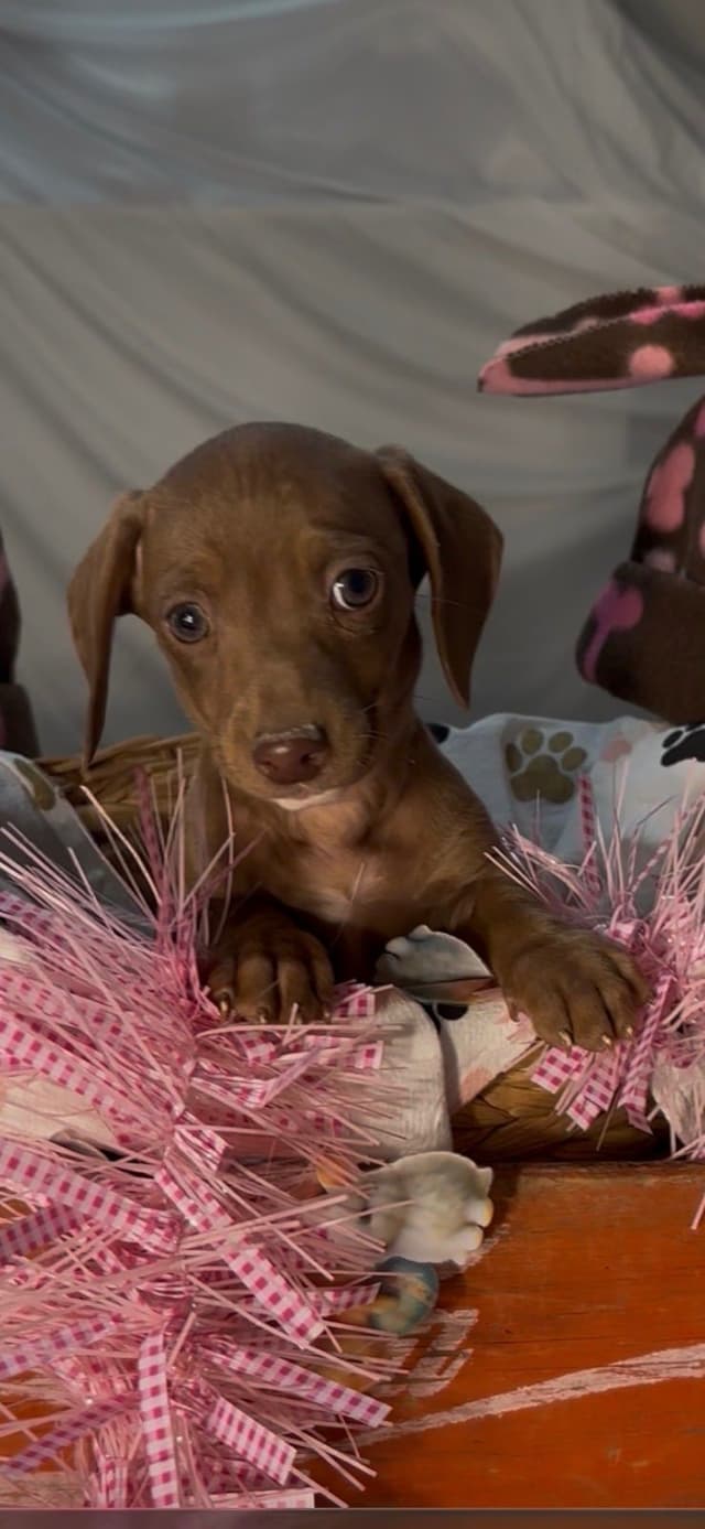 Dachshund Puppies media 4