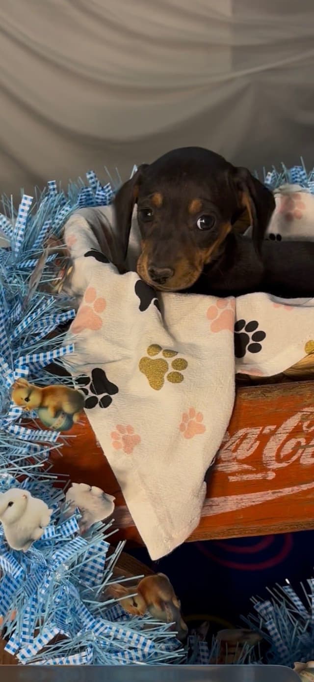 Dachshund Puppies media 6