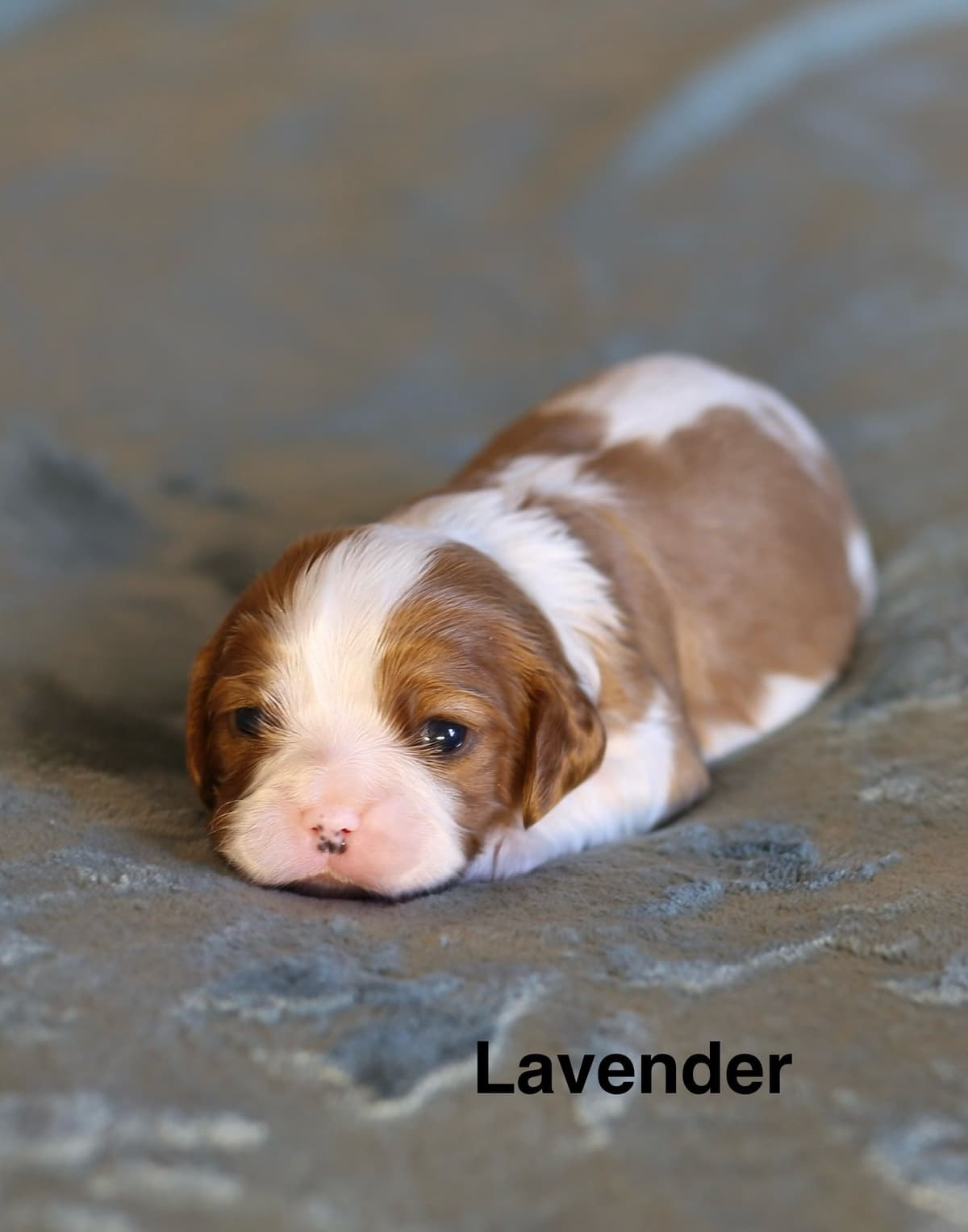 Miniature American Shepherd Puppies breeder image 1