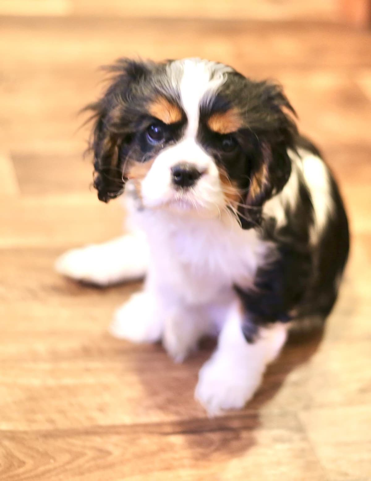Miniature American Shepherd Puppies breeder image 2