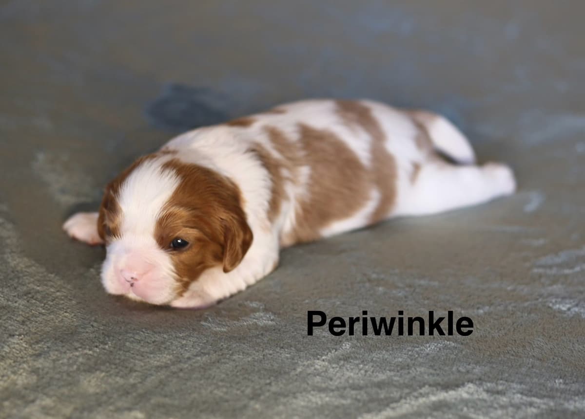 Miniature American Shepherd Puppies breeder image 3