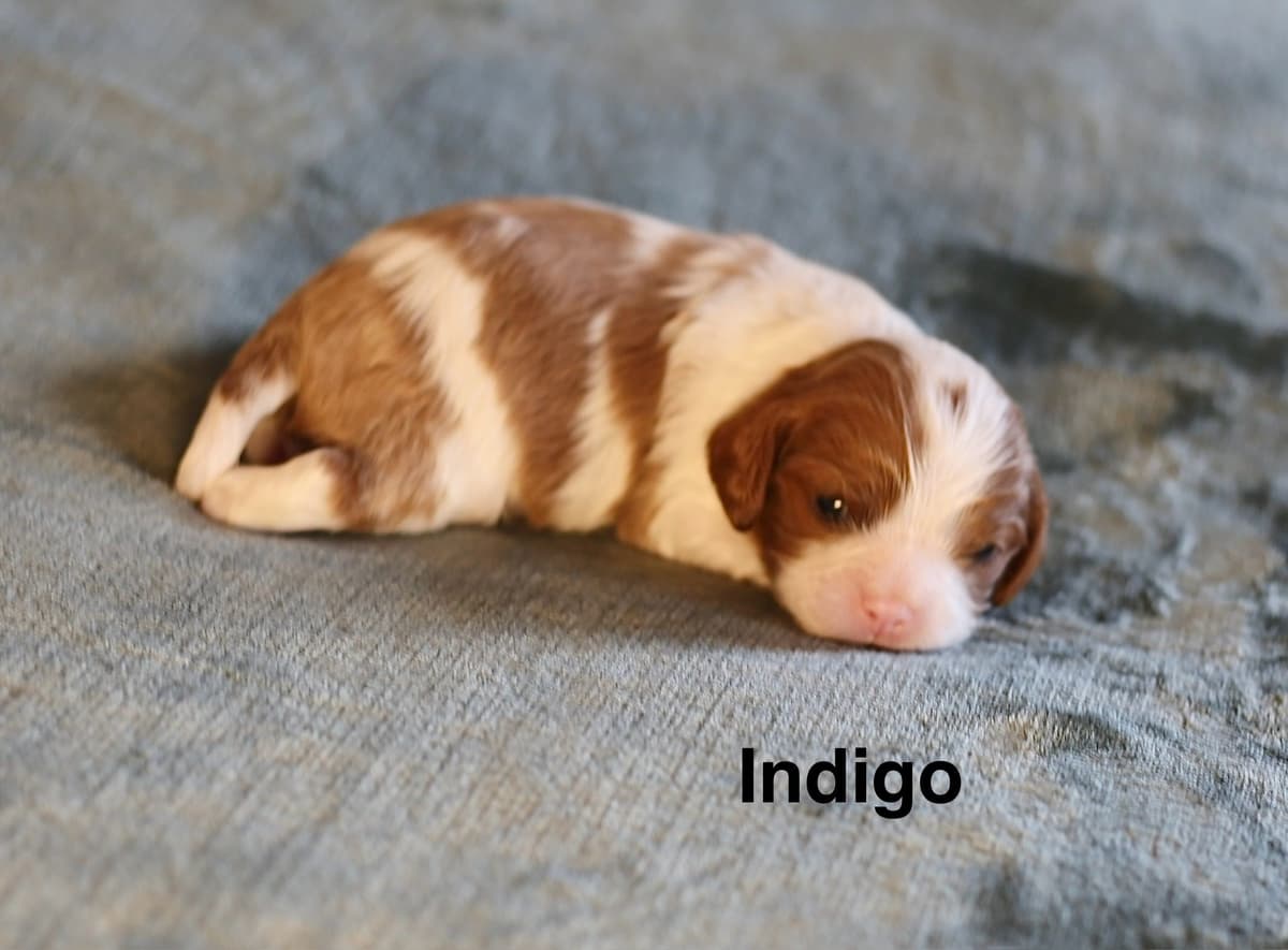 Miniature American Shepherd Puppies breeder image 4