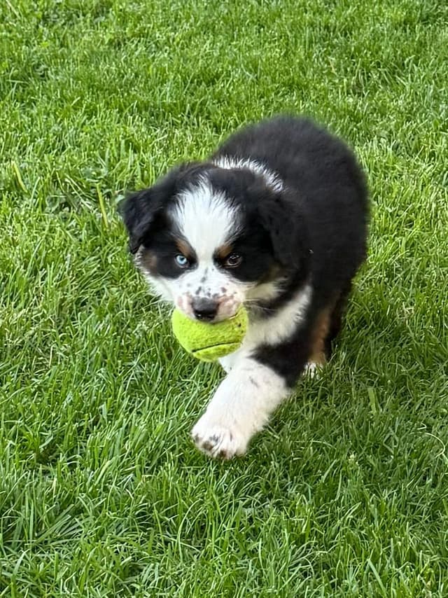 Miniature American Shepherd Puppies media 2
