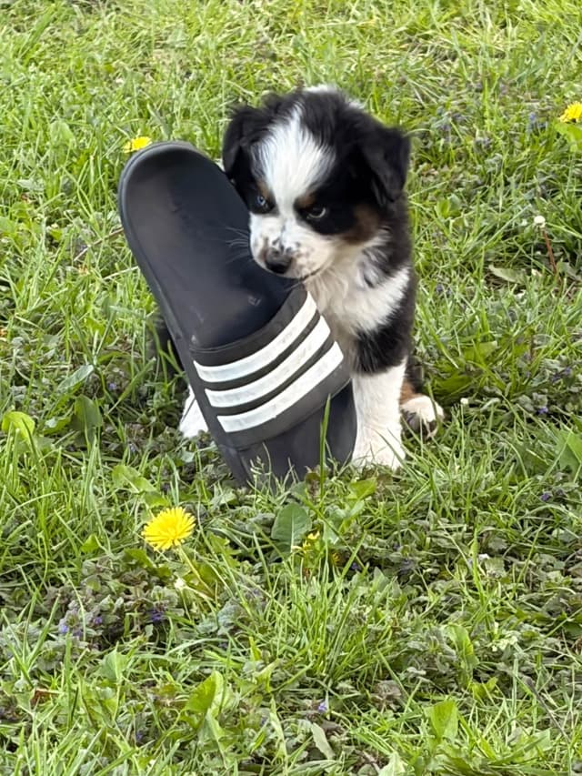 Miniature American Shepherd Puppies media 5