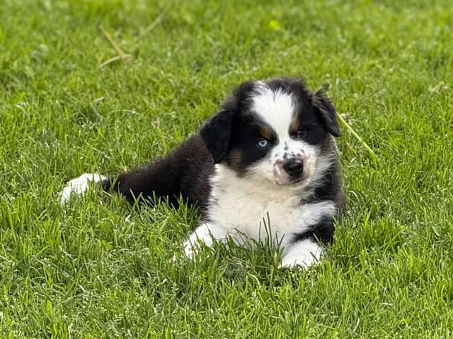 Miniature American Shepherd Puppies media 3