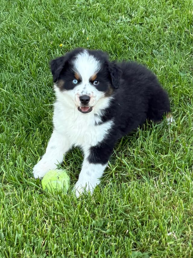 Miniature American Shepherd Puppies media 4