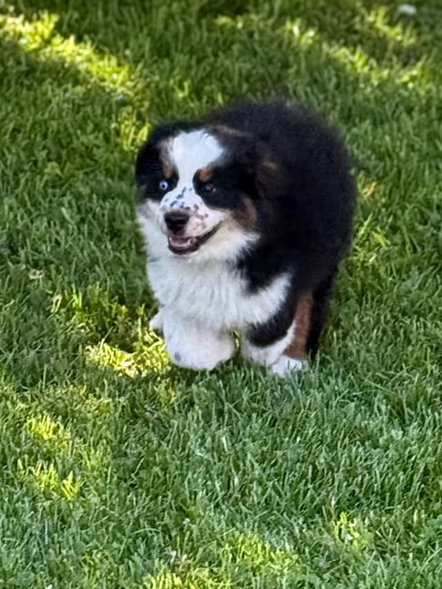 Miniature American Shepherd Puppies media 8