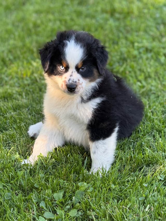 Miniature American Shepherd Puppies media 7
