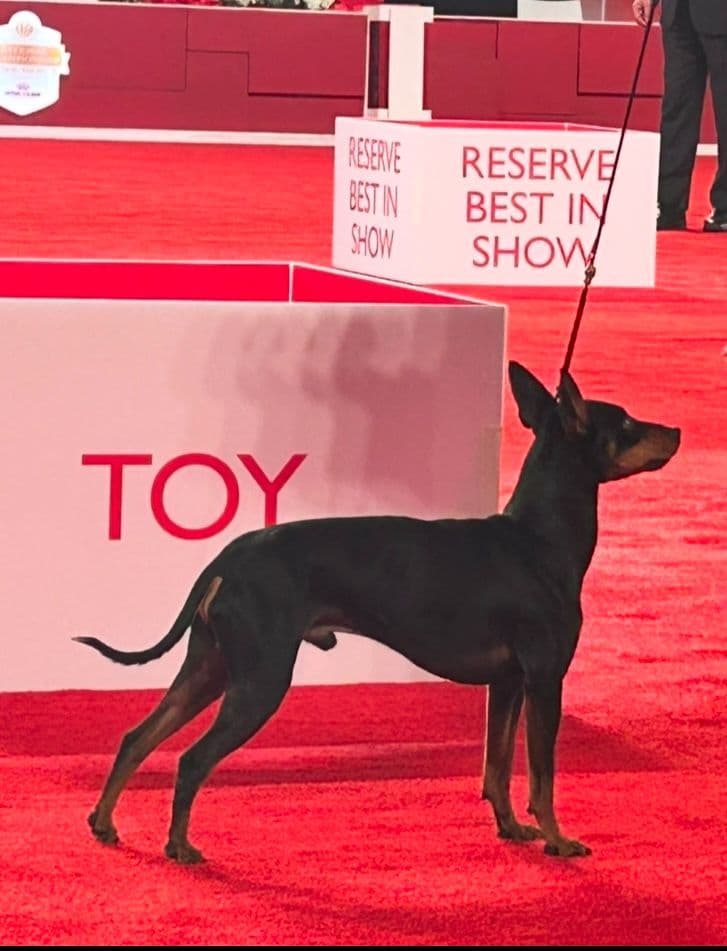 Manchester Terrier Puppies breeder image 3