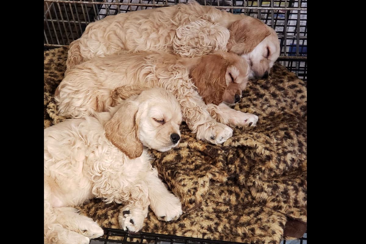 Cocker Spaniel Puppies breeder image 3