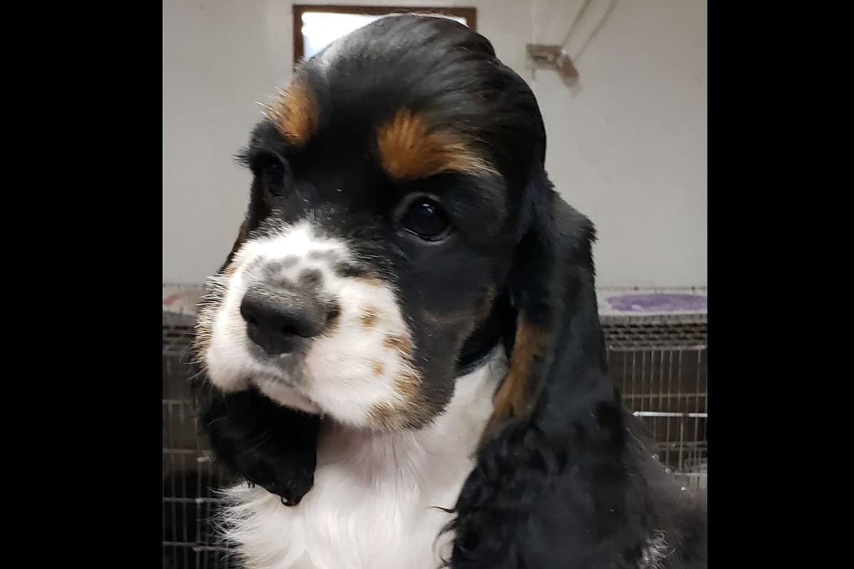 Cocker Spaniel Puppies breeder image 4