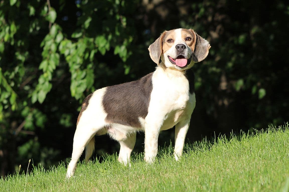 Adorable Blue Tricolor Beagle Puppies! breeder image 4