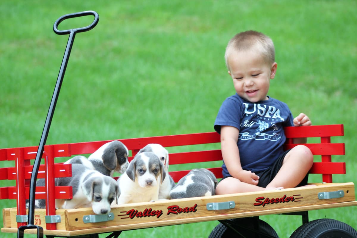 Adorable Blue Tricolor Beagle Puppies! breeder image 1