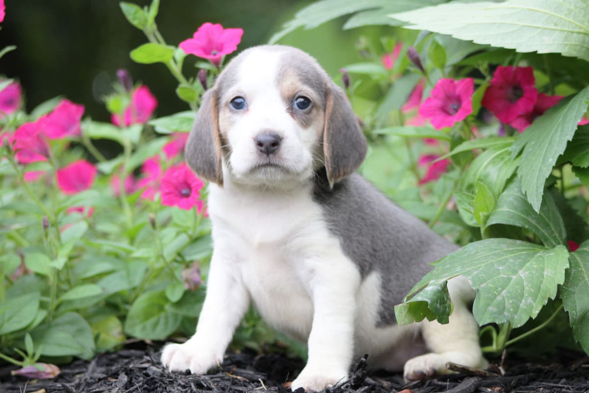 Adorable Blue Tricolor Beagle Puppies! breeder image 2