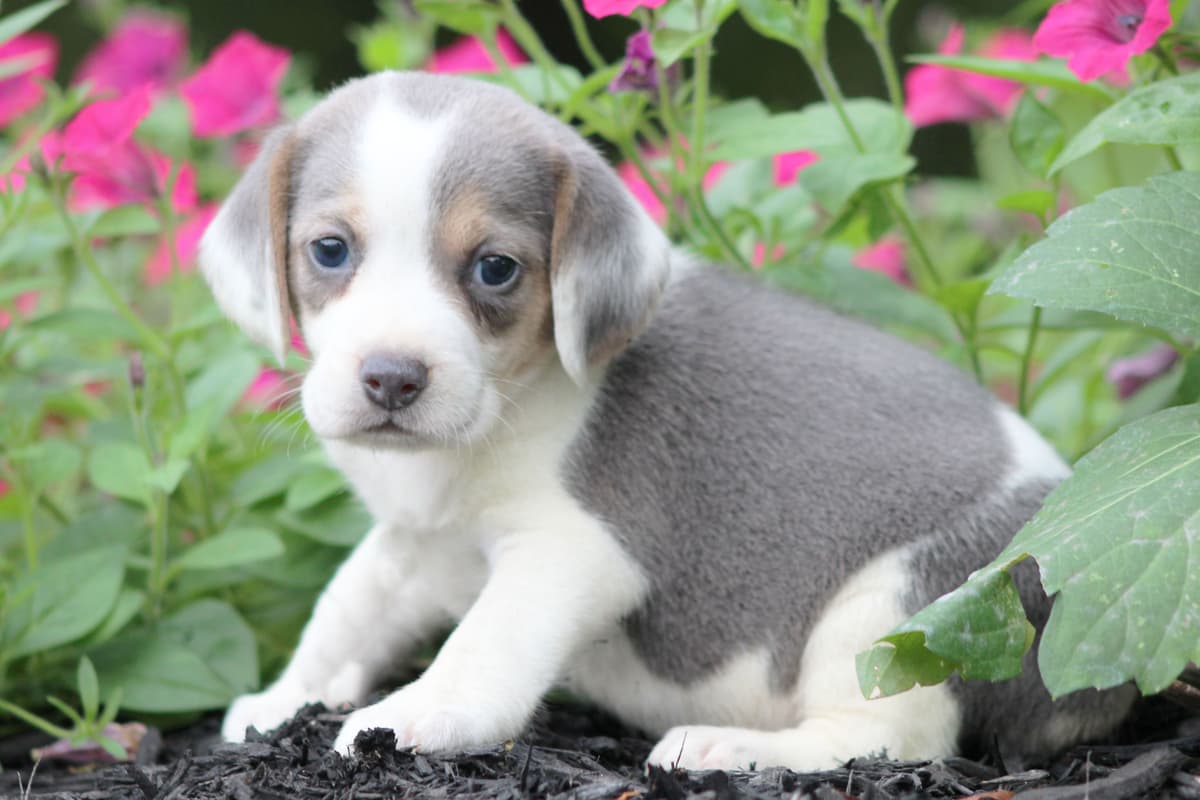 Adorable Blue Tricolor Beagle Puppies! breeder image 3