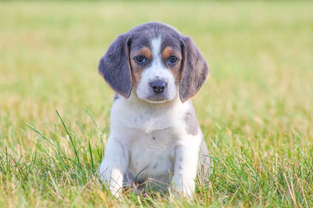 Adorable Blue Tricolor Beagle Puppies! media 2