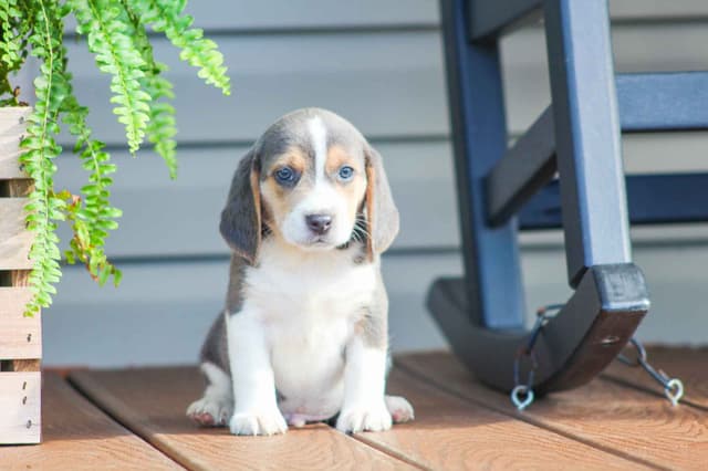 Adorable Blue Tricolor Beagle Puppies! media 3