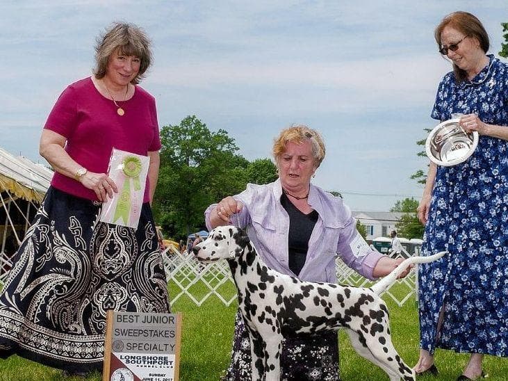 Dalmatian Puppies breeder image 6