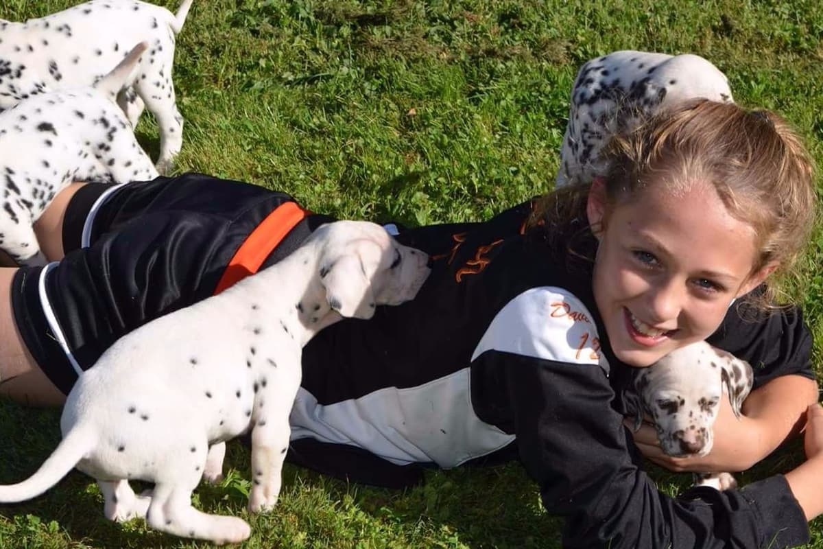 Dalmatian Puppies breeder image 12