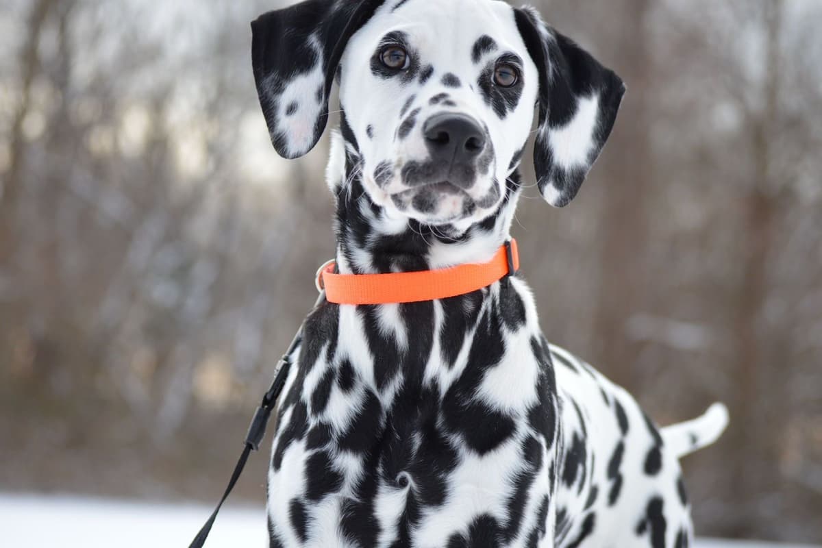 Dalmatian Puppies breeder image 10