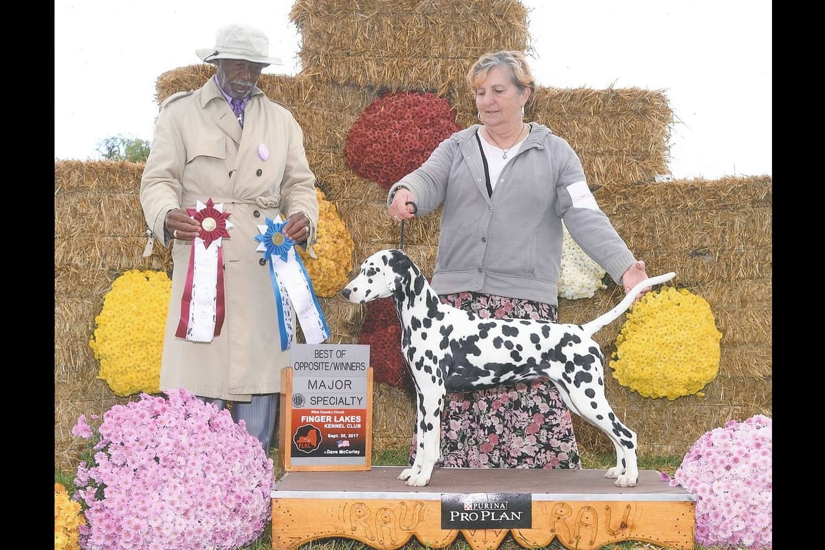 Dalmatian Puppies breeder image 2
