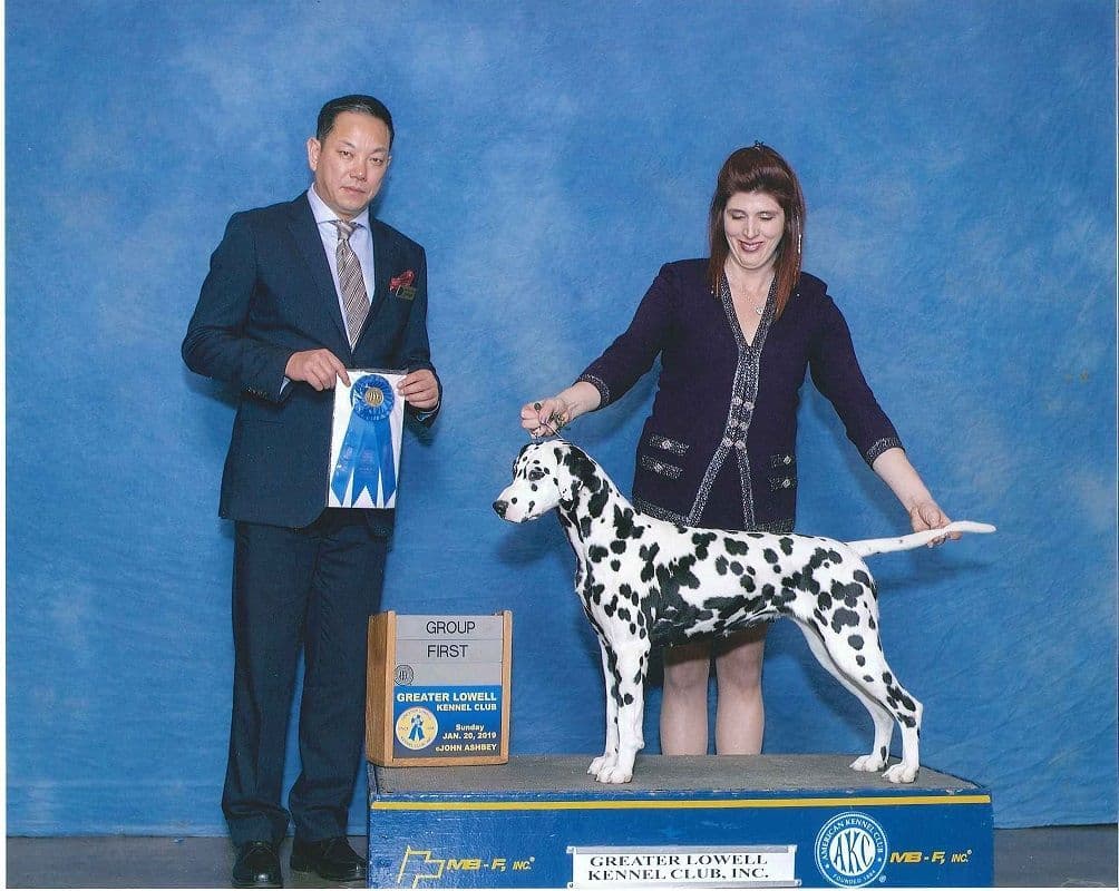 Dalmatian Puppies breeder image 1